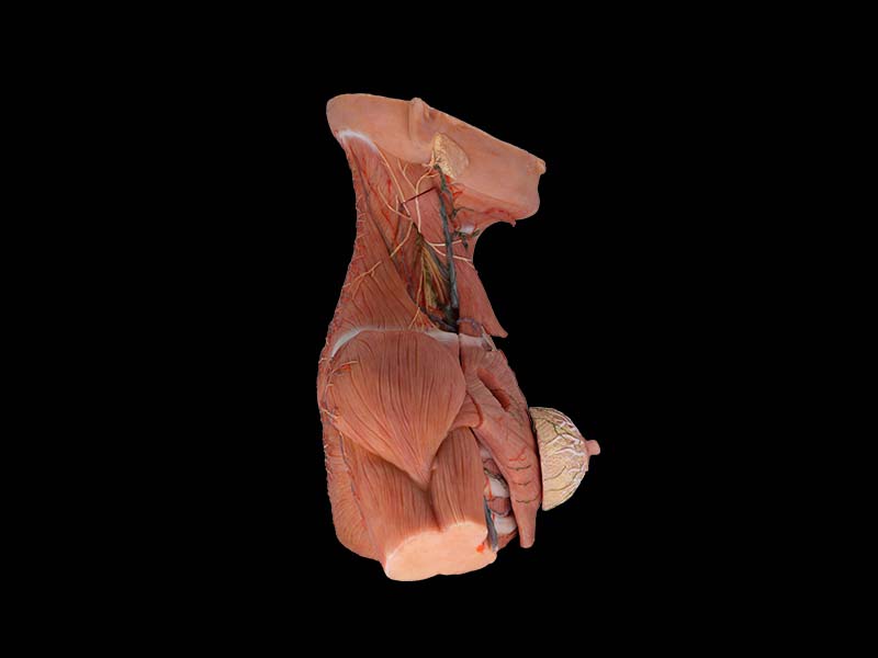 Breast, Axillary, Neck Lymph Simulation Model