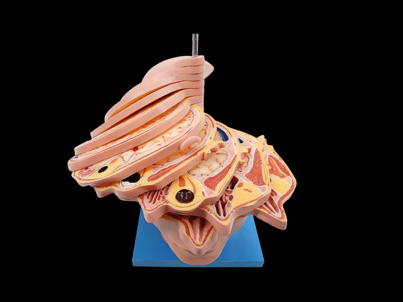 Horizontal Slices of Head Anatomy Model Price