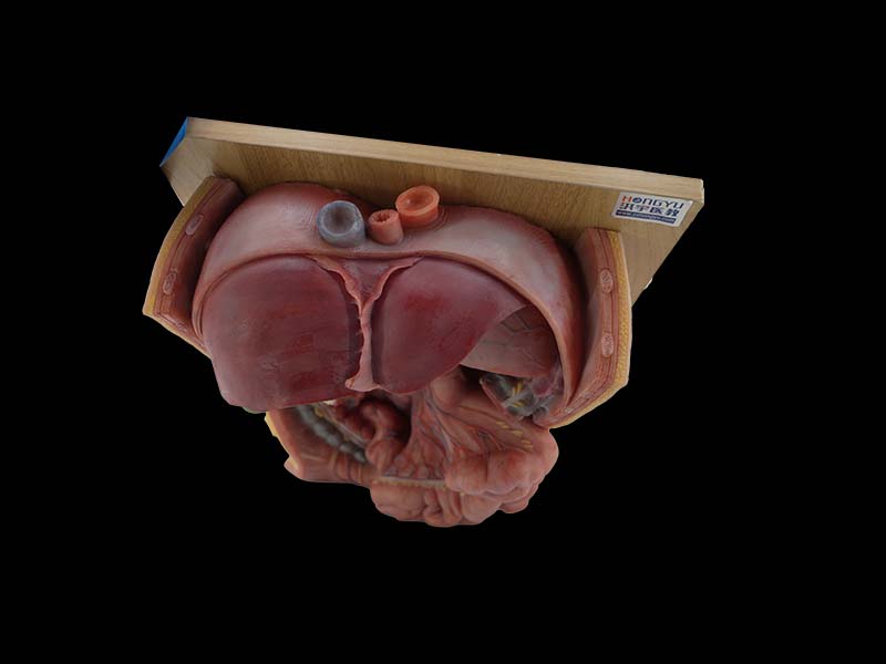 Coeliac Trunk Simulation Anatomical Model Price