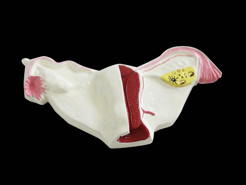 Human Endocrine Organs Soft Anatomy Model