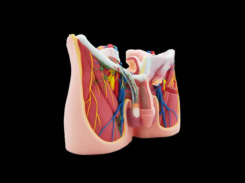 Groin Silicone Model for Sale