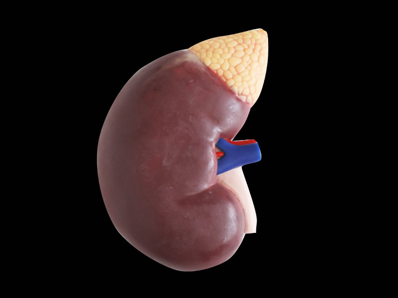 Human Kidney with Adrenal Gland Silicone Anatomy Model