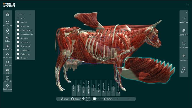cow anatomy teaching system
