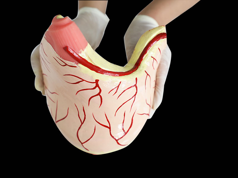 Human Stomach Muscle Soft Anatomy Model