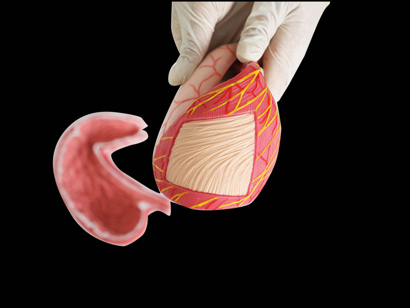 Human Stomach Silicone Anatomy Model