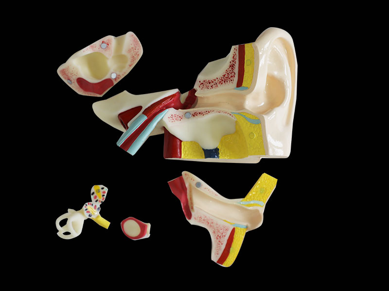Human Right Ear Soft Anatomy Model