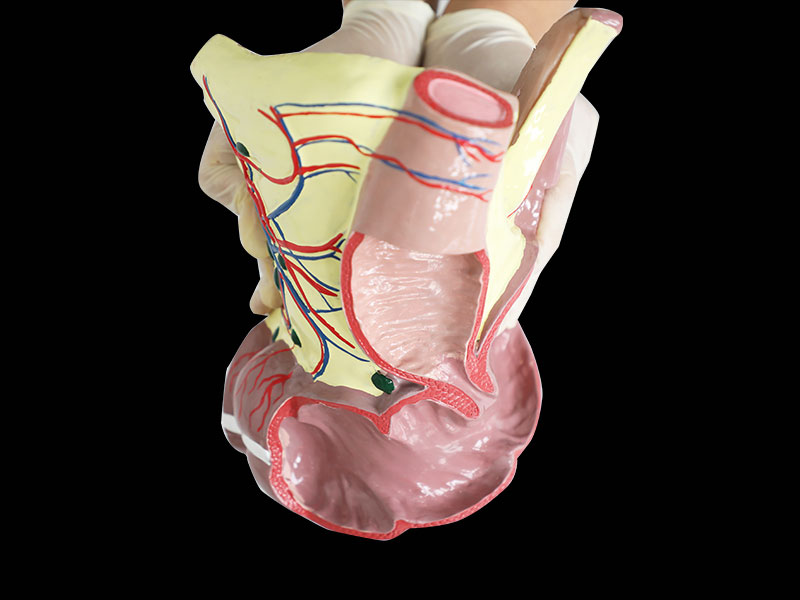 Human Ileocecal Junction Silicone Anatomy Model