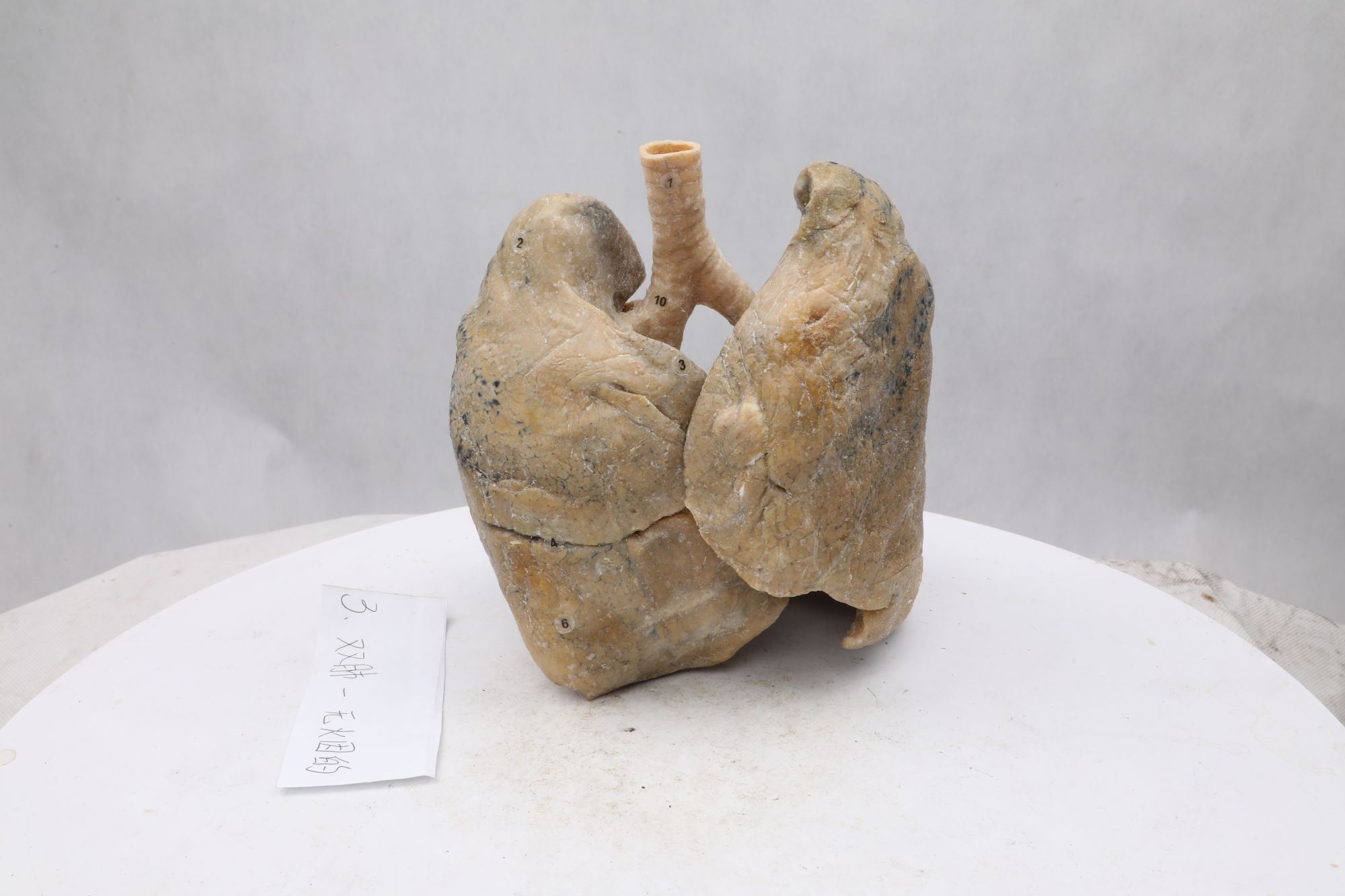 plastinated human lung