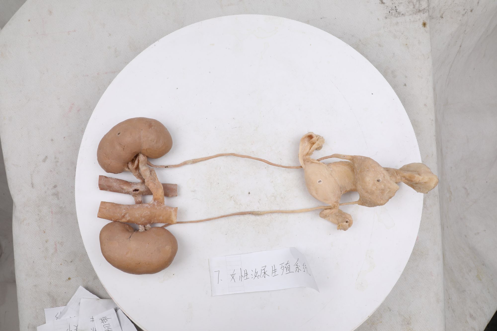 female urogenital system plastination