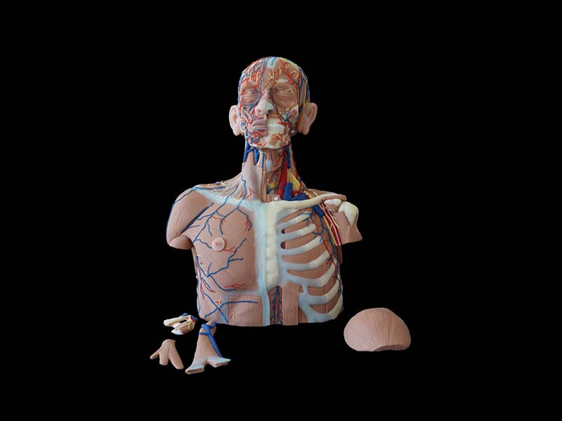 Head, Neck and Chest Soft Anatomy Simulation Model