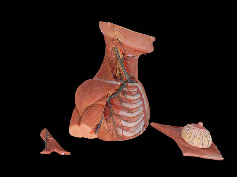 Breast, Axillary, Neck Lymph Anatomy Model