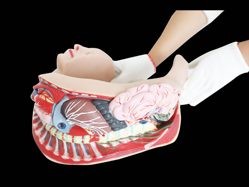 Human Sympathetic Nerve Silicone Anatomy Model