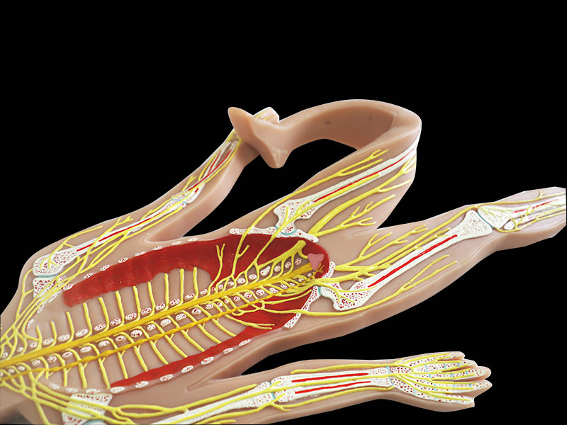 Human Sympathetic Nerve With Brain Soft Silicone Anatomy Model