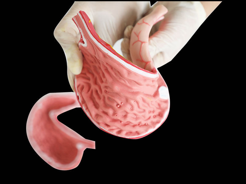 Human Stomach Soft Anatomy Model