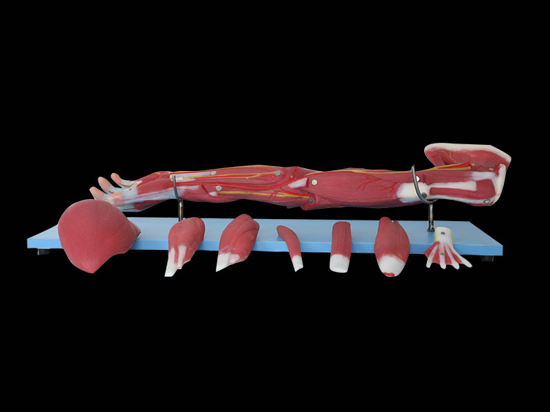 Dissection Of Upper Limb Anatomy Model