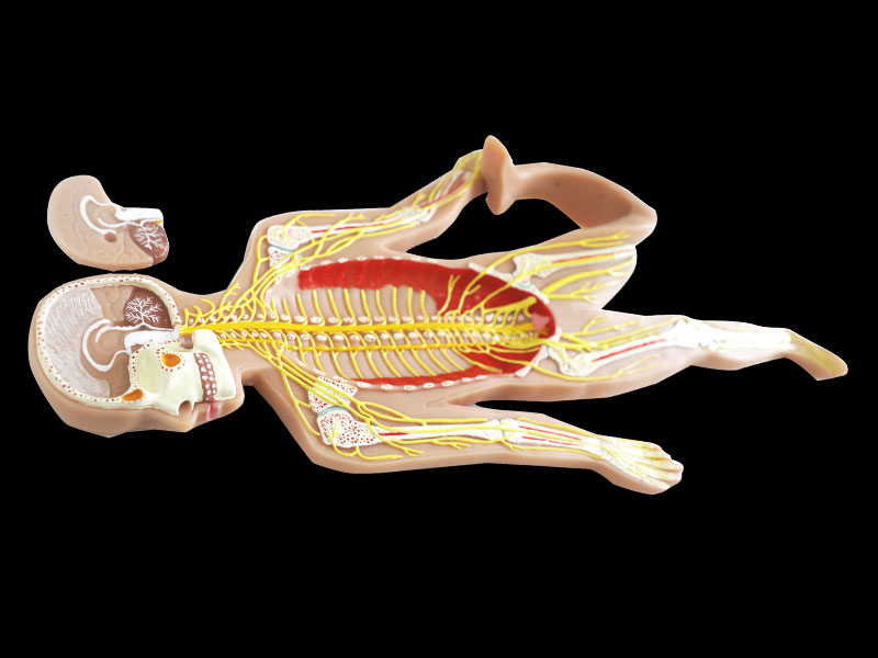 Human Sympathetic Nerve With Brain Silicone Anatomy Model