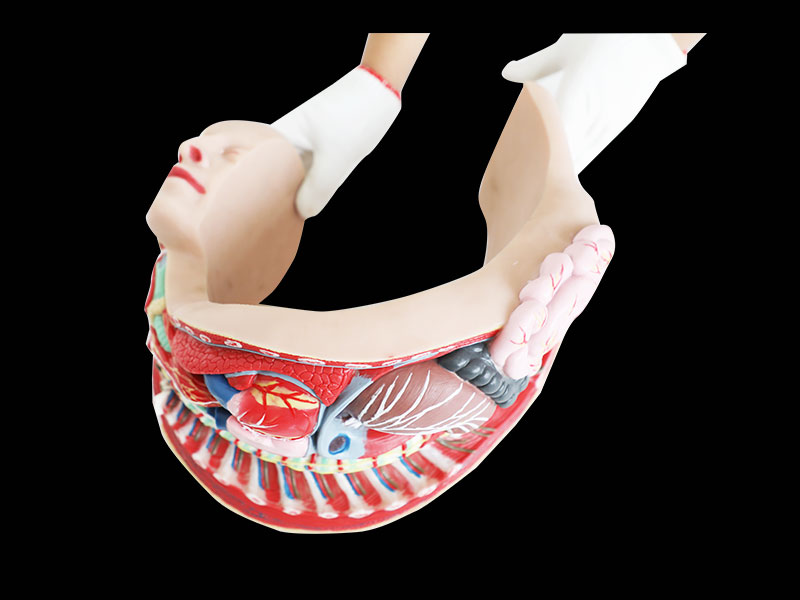 sympathetic nerve soft silicone anatomy model for sale