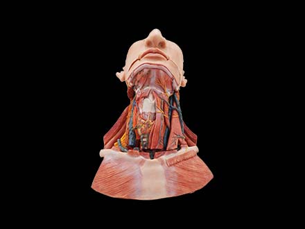 High Simulation Anatomy Of Neck Model