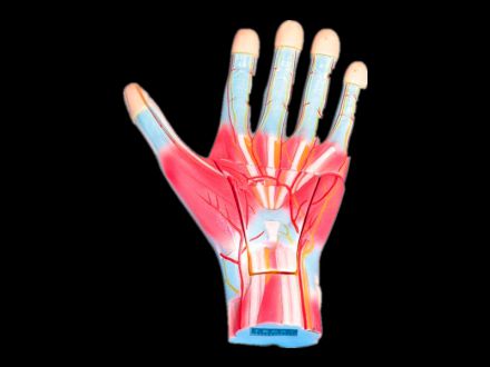 Expansion model of hand dissection