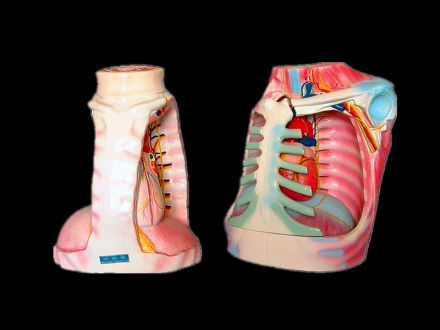 Mediastinum model  of children and adult