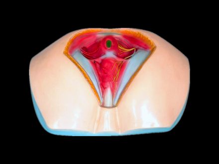 Model of female perineum