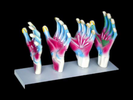 Model of hand muscles