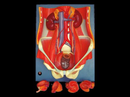 Male Urogenital systme