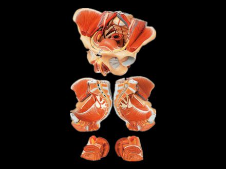 Model of female pelvic cavity