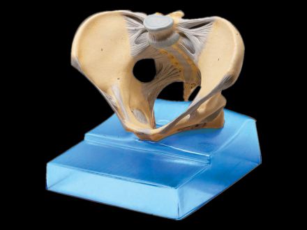 Model of female pelvis with ligament
