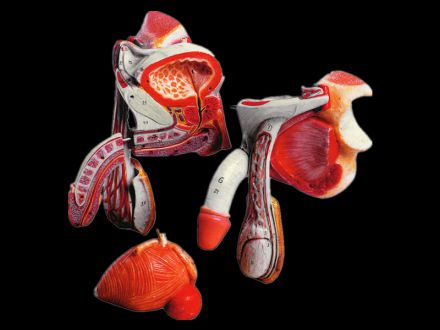 Model of male genital organs