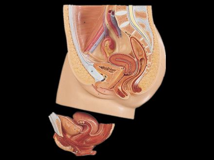 Model of Median sagittal section of female pelvic cavity