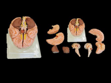 Brain model including 8 parts