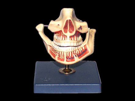 Adult teeth model