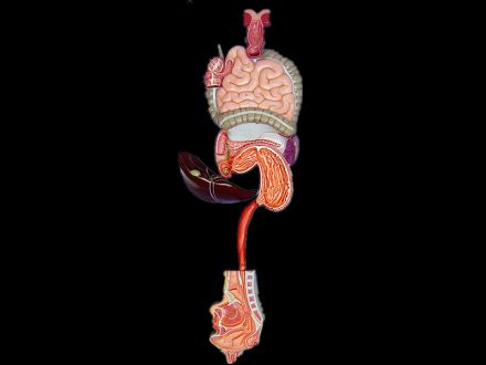 Digestive system