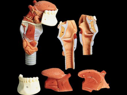 larynx with tongue and teeth