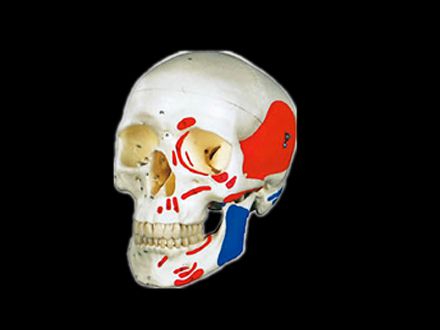 Advanced skull colored muscle model