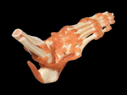 Ankle joint