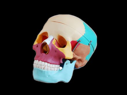 Colored skull model