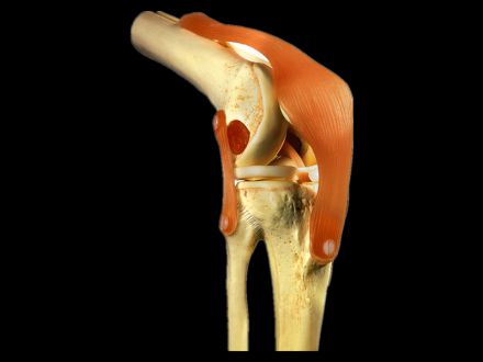 Knee joint