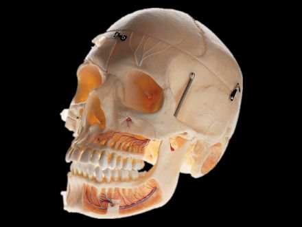 Model of adult skull with blood vessels and nerves