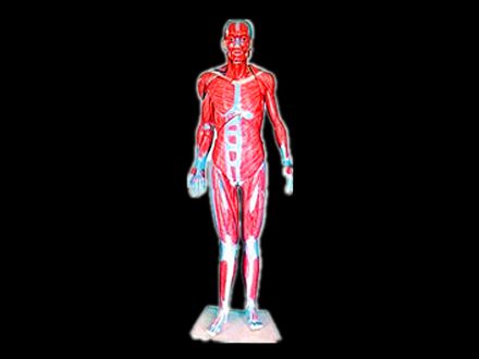 Model of the whole body muscle