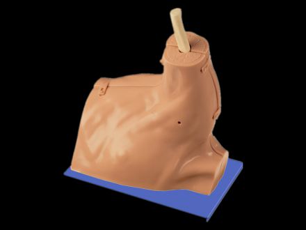 Shoulder joint arthroscopy model