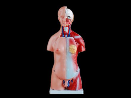 45cm unisex torso model