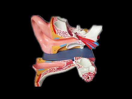 Model of Acoustic meatus