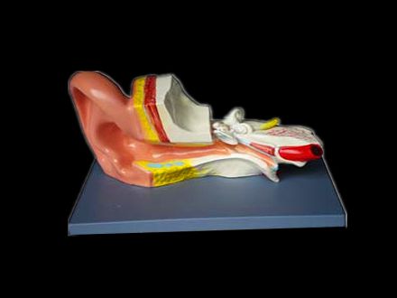 Model of ear dissection for medical teaching application