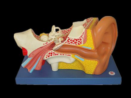 Model of ear including external middle and internal ear