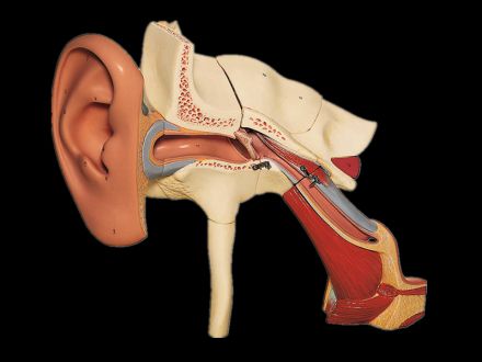 Model of ear with auricle