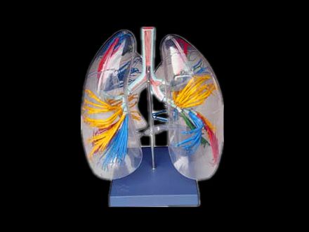 Teaching model of transparent bronchopulmonary segment