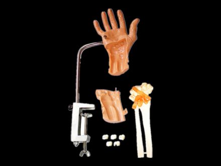 Wrist joint arthroscopy model