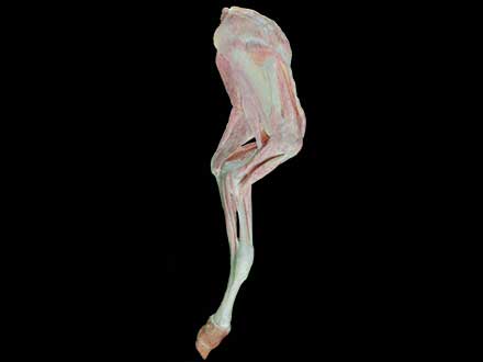 Anterior limb muscle of cow plastinated specimen